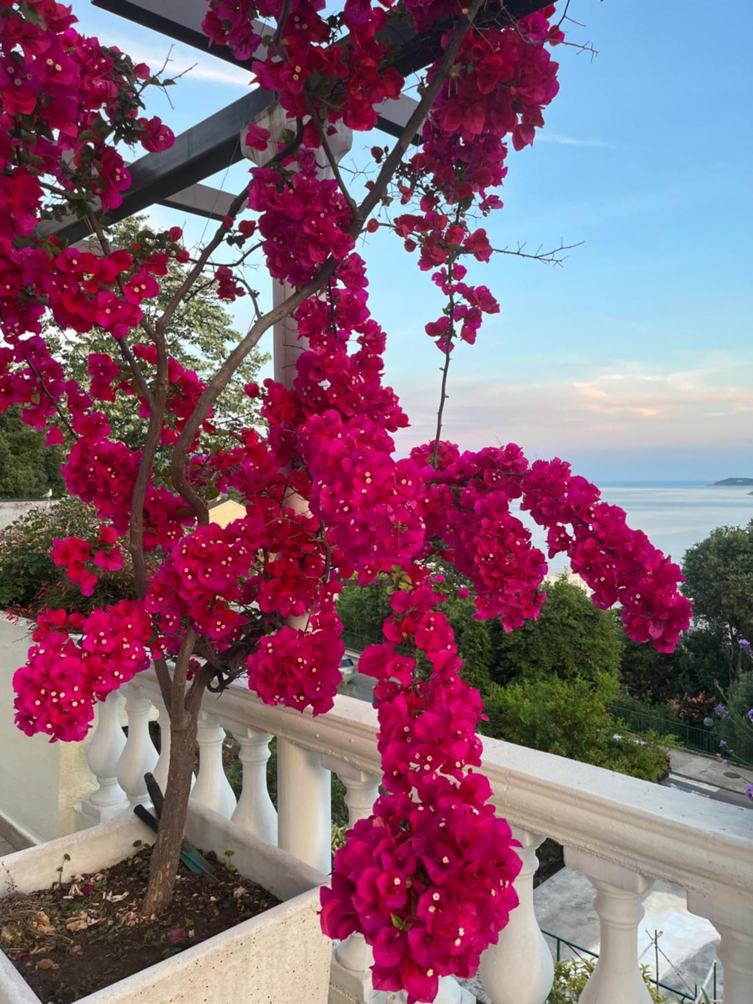 Apartments Herceg Novi Kültér fotó